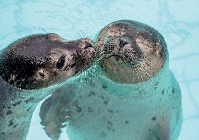 Lutjewad + Seals in Lauwersoog 2026